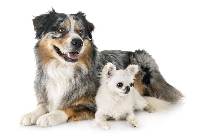 Australian Shepherd and Chihuahua Stock Image Image of aussie