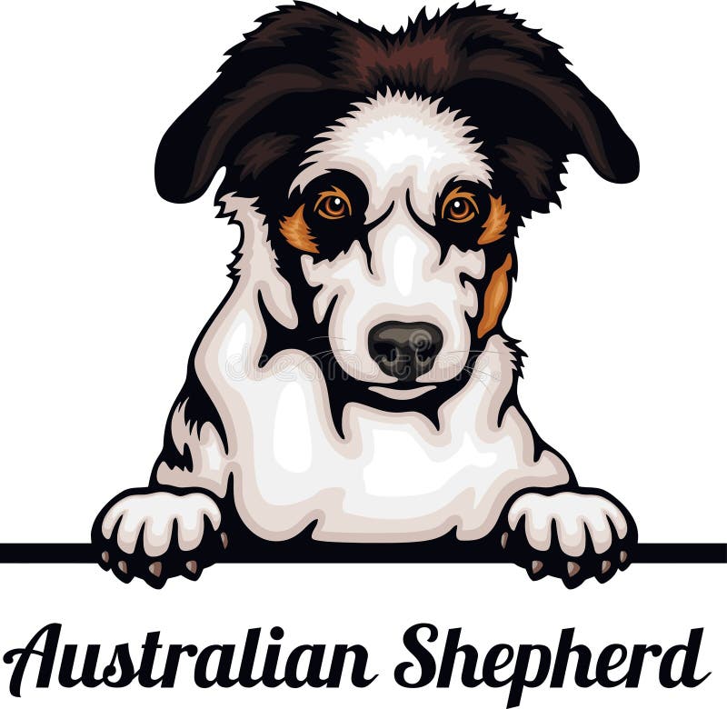 Australian Shepherd - Color Peeking Dogs - Breed Face Head Isolated on ...