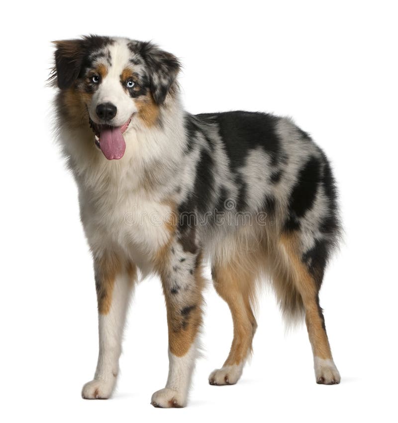 Australian Shepherd Dog, 12 Months Old, Standing Stock Photo - Image of ...