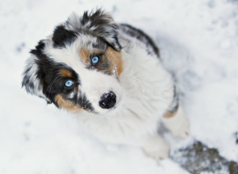 Veduta dall'alto di Pastore Australiano cane cucciolo con gli occhi azzurri e merle pelo di neve.