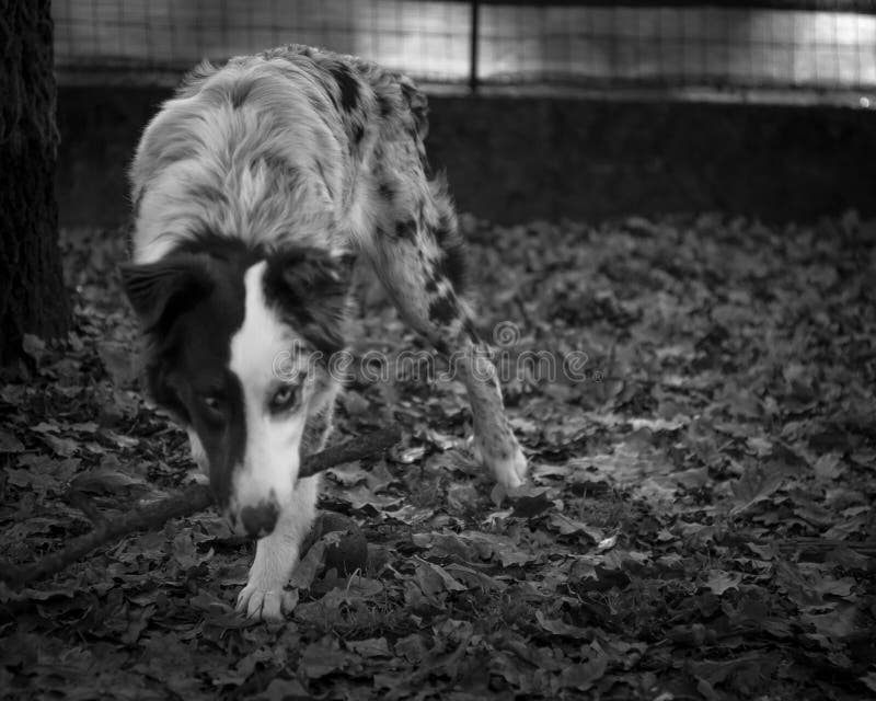 Pastore australiano cane mentre addentava un pezzo di legno all'interno di un recinto di una fattoria foto in bianco e nero sfondo sfocato.