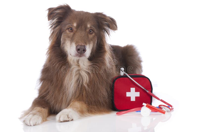 free pet first aid kit