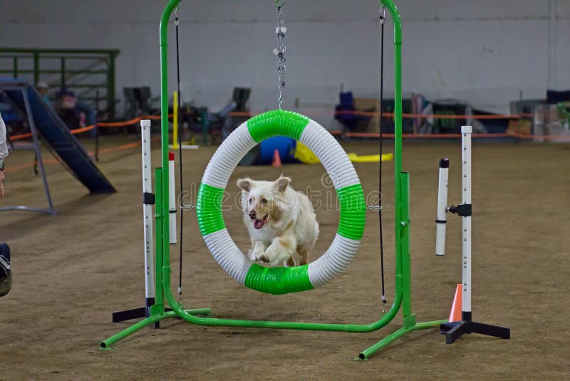 Australian Shepherd Dog Jumping through Hoop Stock Photo Image of