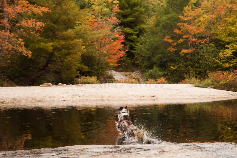 Australian Shepherd dog jumping into lake with autumn folliage