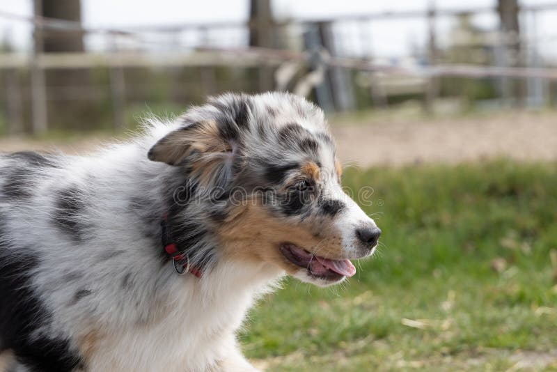 Australian Shepherd Dog Puppy Head, the Tricolor Dog Has Tongue ...