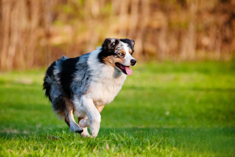 Australian Shepherd Dog Running Stock Image - Image of australian ...