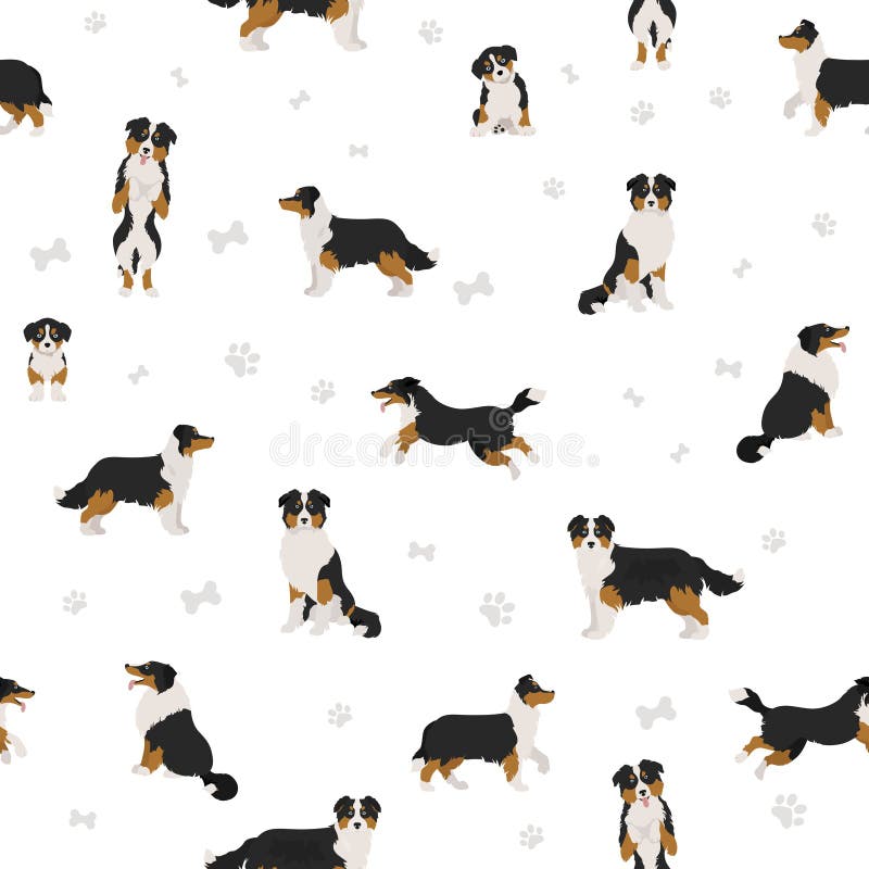 Australian Shepherd Dog Seamless Pattern. Different Variations of Coat