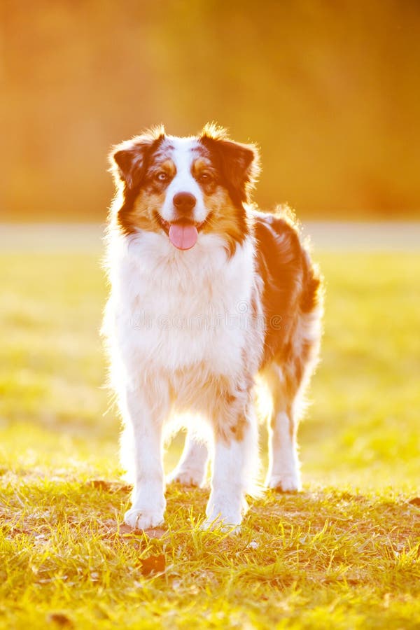 Australian Shepherd Dog in Sunset Light Stock Photo - Image of nature ...