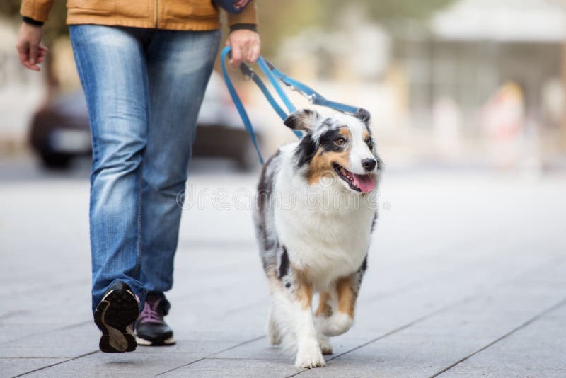 Australian shepherd dog walking on a leash with owner