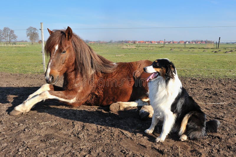 Austrálsky pastiersky pes sedí vedľa koňa.