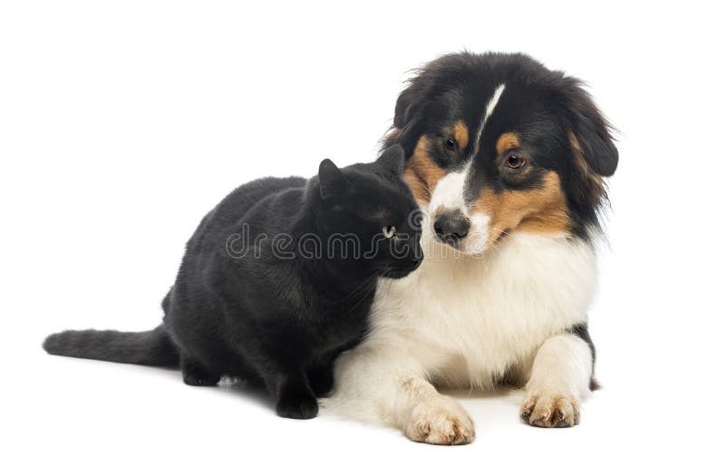 australian shepherd black and white australian shepherd lying and looking at a black cat stock image australian shepherd black and white australian shepherd lying and looking at a black cat stock image