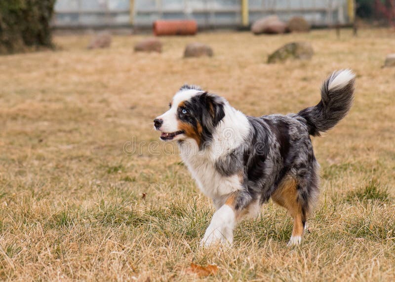 Australian Shepherd on Meadow Stock Image - Image of domestic ...