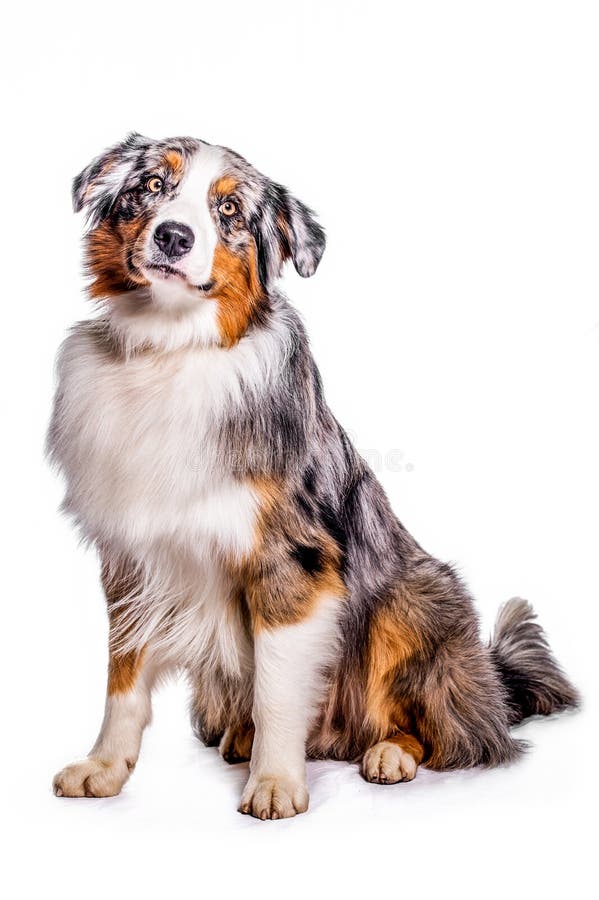 are australian shepherds good duck hunting dogs