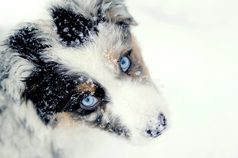 Alto ángulo de la nieve cubierto lindo azul australiano muro el perro buscando arriba, escena.