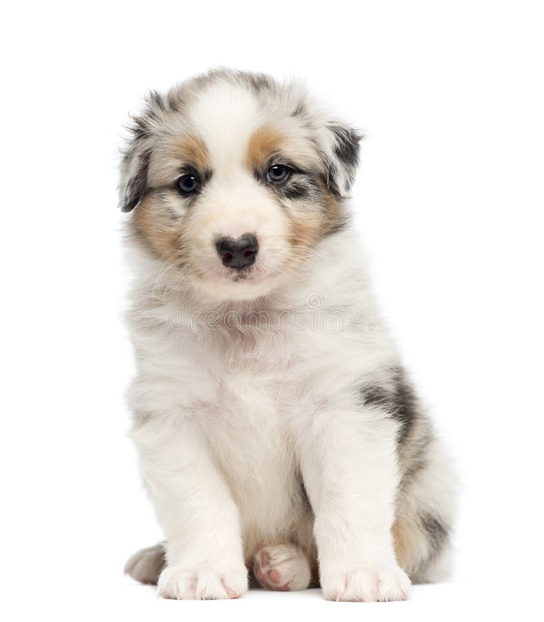 Australian Shepherd puppy stock photo. Image of grey - 27420672