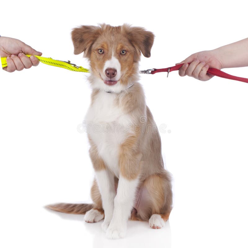 256 Australian Shepherd Puppy Leash Stock Photos Free & RoyaltyFree