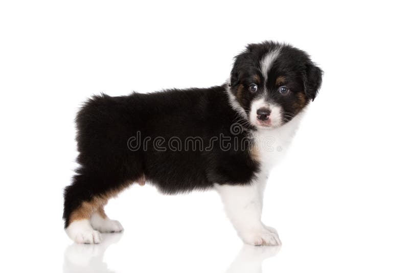 1,137 Bobtail Puppy Royalty-Free Images, Stock Photos & Pictures