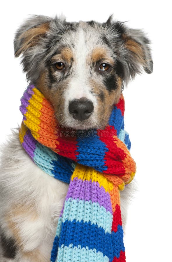 Premium Photo  Puppy dog border collie wearing warm clothes scarf around  neck isolated on white background