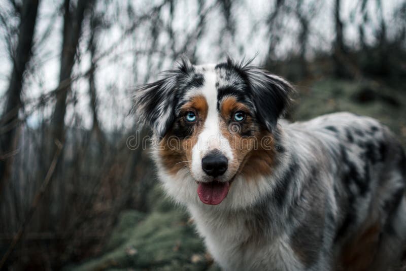 Australian Shepherd Running through the Snow on a Winter Day 34 Stock ...