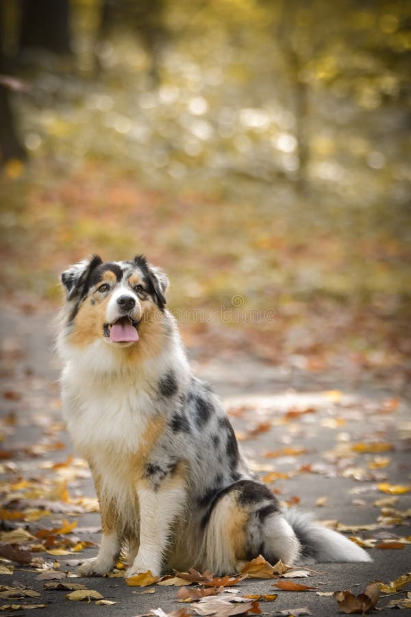 Australian Shepherd is Sitting on the Field in the Nature Stock Photo ...