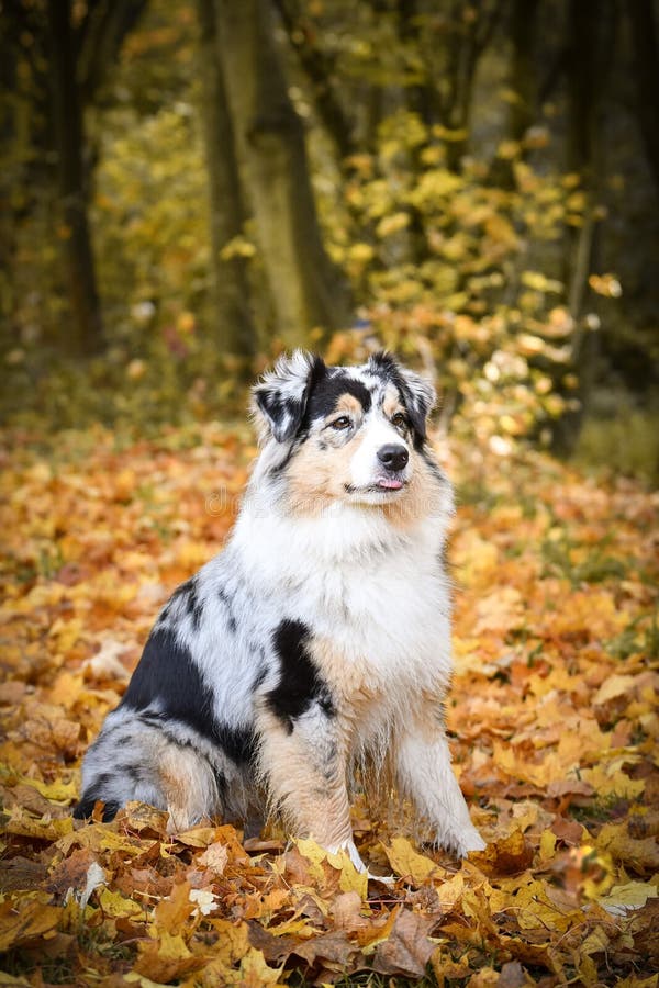 Australian Shepherd Is Sitting In Nature Around Are Leaves In Air ...