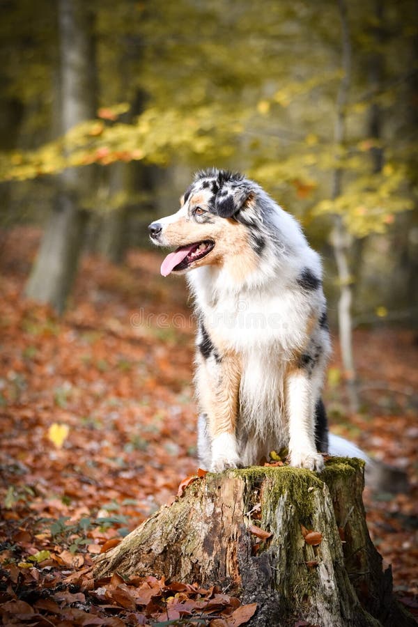 stump the shepherd stump the shepherd