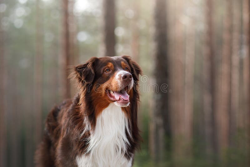 Australian shepherd walking in the woods stock photos Australian shepherd walking in the woods stock photos