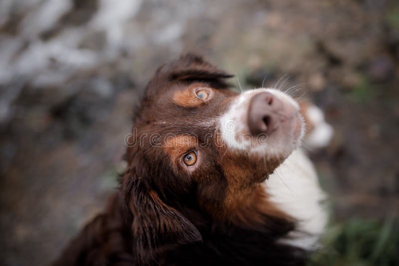 Wet Australian Shepherd Portrait Stock Photo Image of merle, happy 120012506