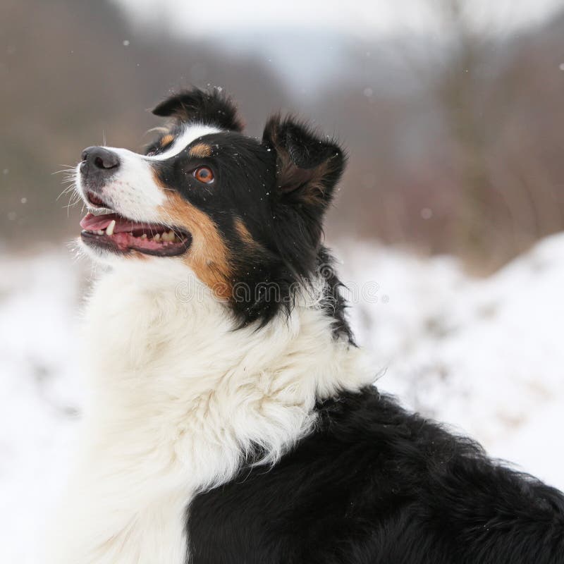 Australian Shepherd in Winter Stock Photo Image of color, snowfall