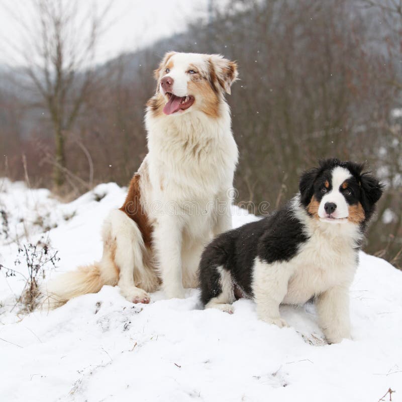 Amazing Australian Shepherd Winter Stock Photos Free & RoyaltyFree