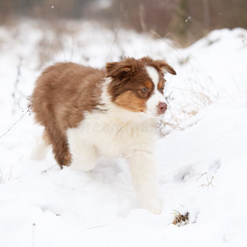 Amazing Australian Shepherd Winter Stock Photos Free & RoyaltyFree