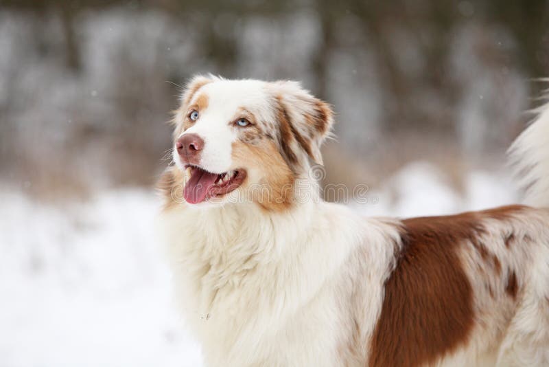 Australian Shepherd In Winter Stock Photo Image of portrait