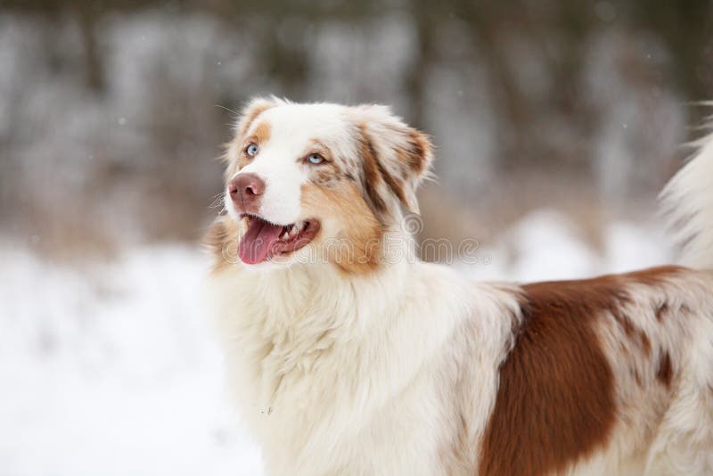 Australian Shepherd In Winter Stock Photo - Image of portrait ...