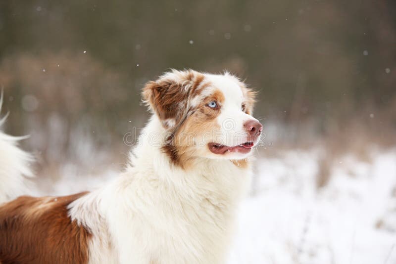 Amazing Australian Shepherd Winter Stock Photos Free & RoyaltyFree