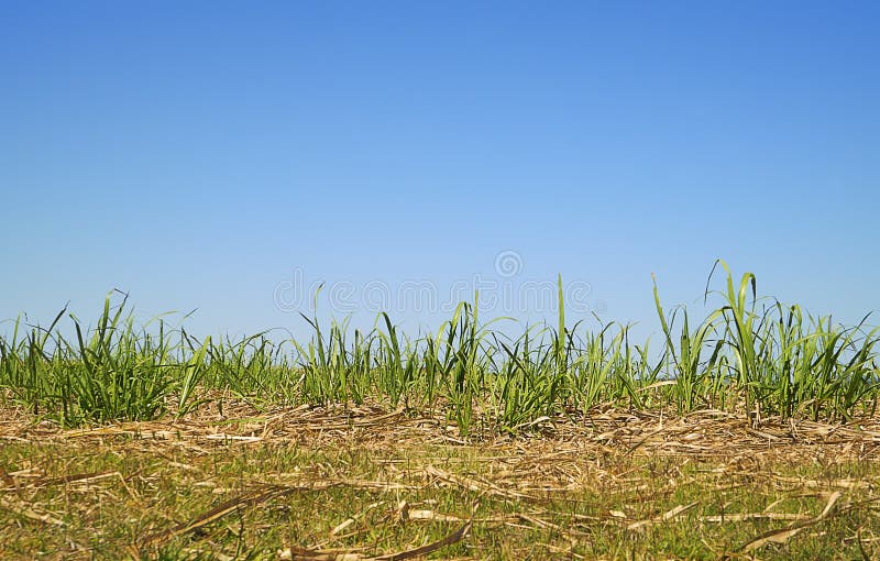 Australian Skyline with Long Green Grass Sugarcane Foliage stock images Australian Skyline with Long Green Grass Sugarcane Foliage stock images