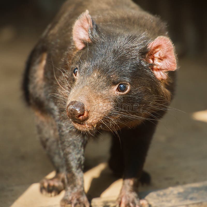 Tasmanian Devil Found During The Day In Tasmania. Stock Photo - Image