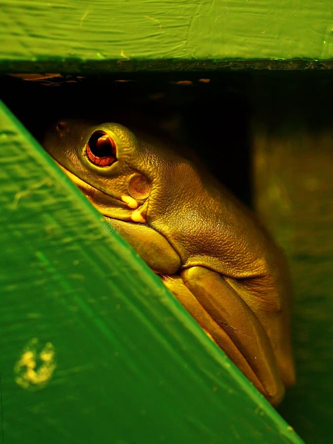 Australian Tree Frog stock photo. Image of laying, frog - 12573696