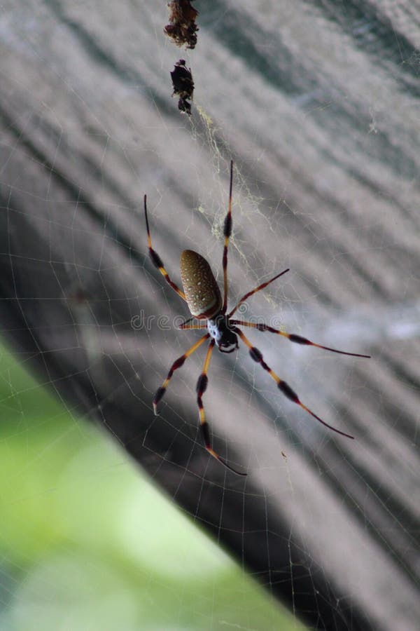 Australian Wandering Spider Stock Photo Image of hanging, banana 56613782