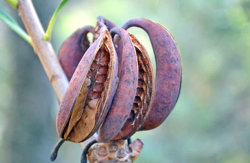 Royal Seed Pod / 157 Australian Seed Pods Photos Free Royalty Free ...