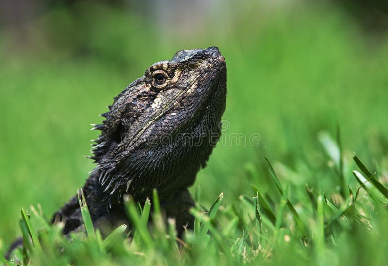 Australian water dragon stock photo. Image of dragon 251860322