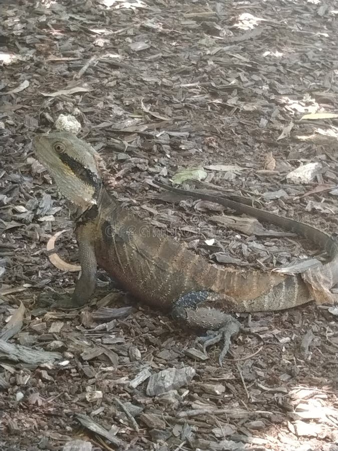 Australian Water Dragon stock photo. Image of water 252205298