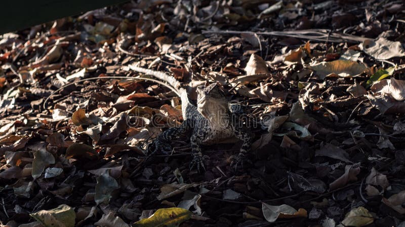 375 Australian Camouflage Photos - Free & Royalty-Free Stock Photos from Dreamstime