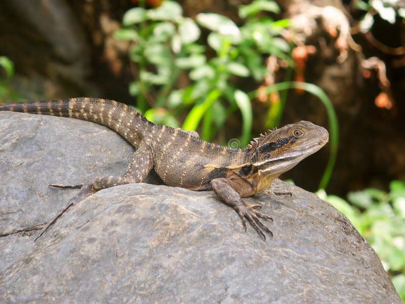 Australian Water Dragon stock image. Image of neck, eastern 10707817