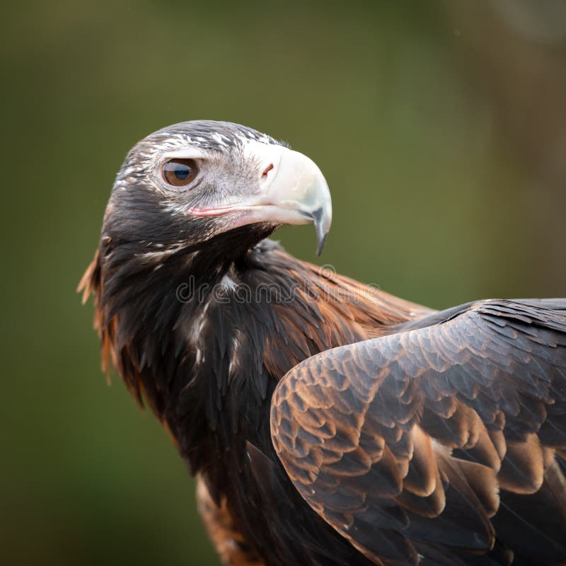 Australian Wedge Tailed Eagle - close up profile shot of head, face and wing royalty free stock photography Australian Wedge Tailed Eagle - close up profile shot of head, face and wing royalty free stock photography