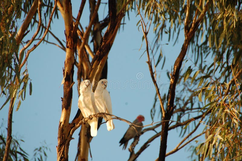 Australian Gum tree stock image. Image of australia, magpie 1727787