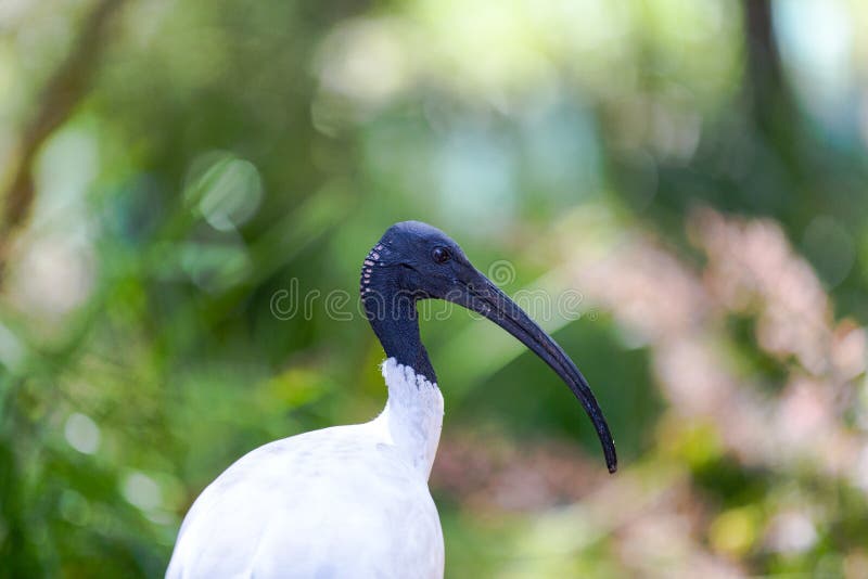 Australian White Ibis against vegetation