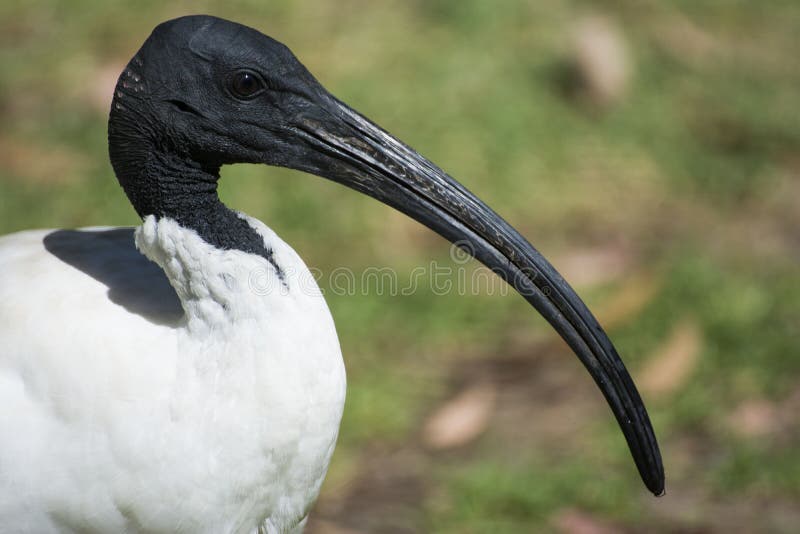 Australian White Ibis bird stock photo. Image of melbourne 66537114