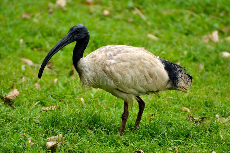 Australian white ibis Threskiornis molucca