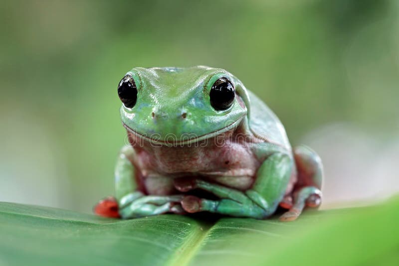 Australian White Tree Frog Sitting on Branch, Dumpy Frog on Branch