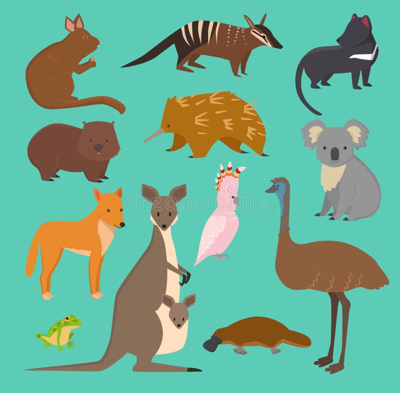 Australian Wild Animals Cartoon Collection Australia Popular Animals Like  Platypus, Koala, Kangaroo, Ostrich Set Stock Illustration - Illustration of  portrait, marsupial: 153413278